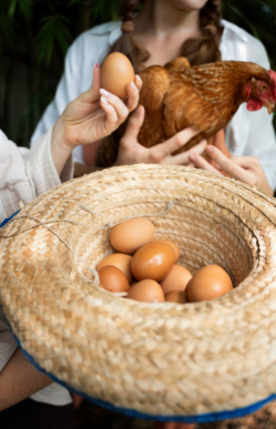 Trabajadores recolectando huevos de gallinas ponedoras alimentadas con el mejor balanceado