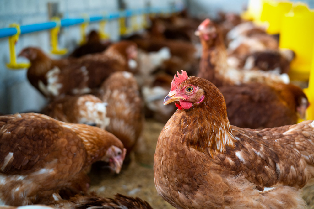 Gallinas ponedoras con nutrición avícola para mayor producción de huevos