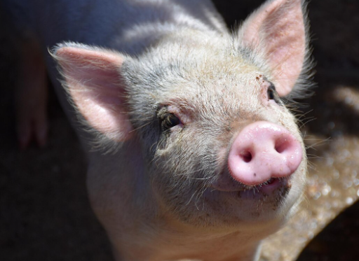 mejor alimento para cerdos engorde 2