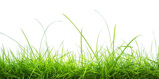 el balanceado sustituye el pasto 2