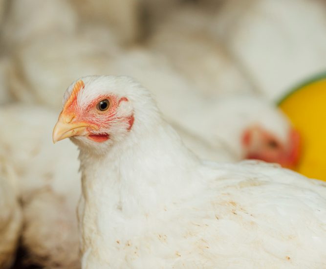 alimento preiniciador pollos engorde 1