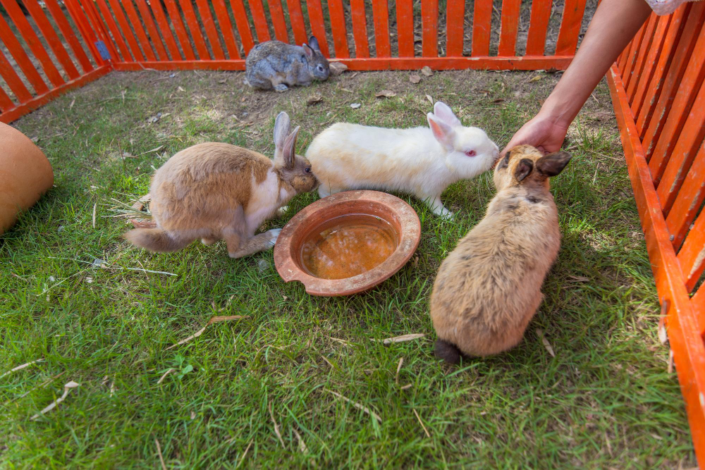 mejor alimento para conejos 1
