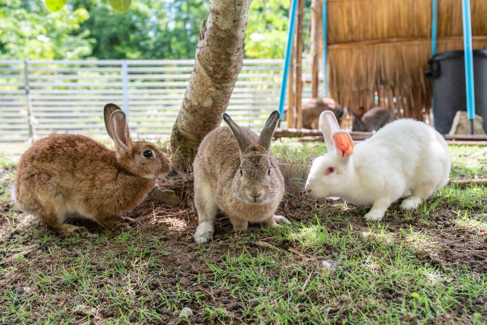 mejor alimento para conejos 3