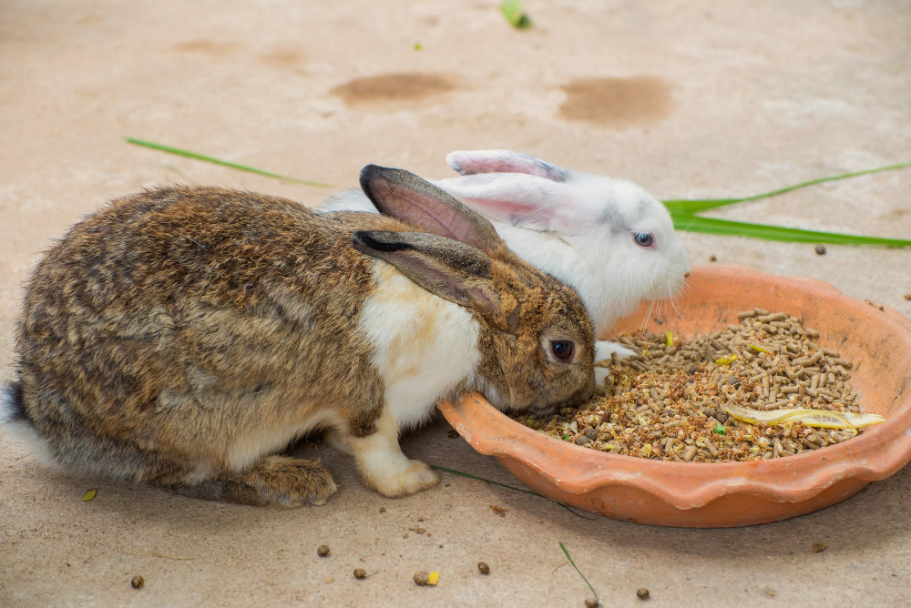 que comen los conejos 2