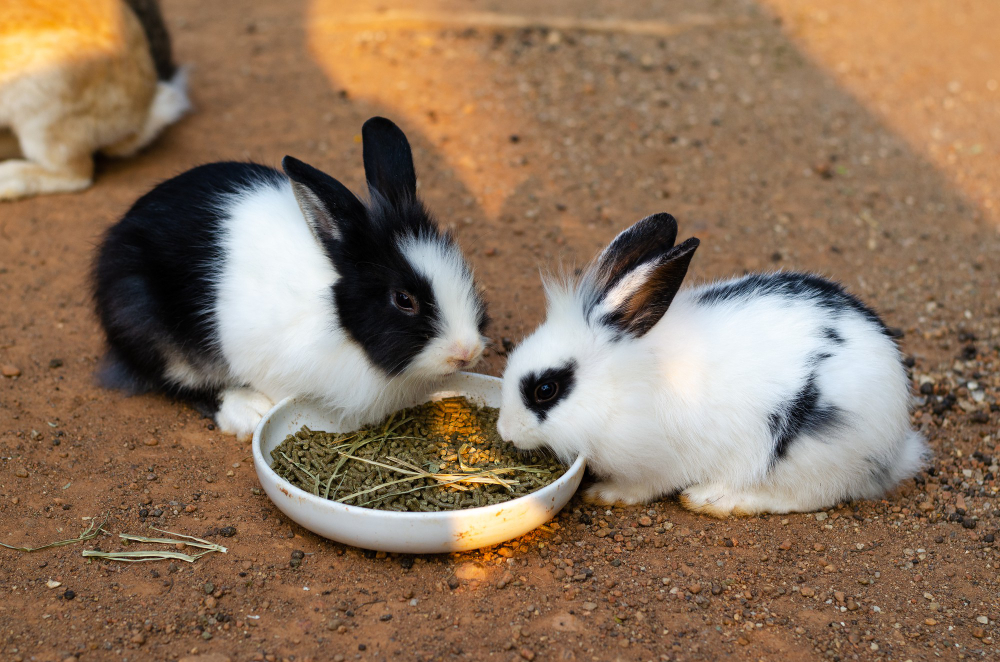 que comen los conejos 3